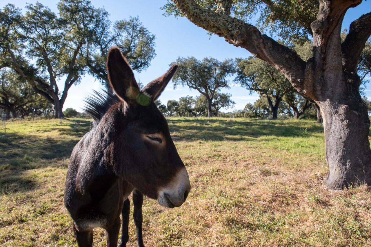 Herdade Das Onzenas De Cima Couco Eksteriør bilde